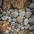Petoskey and Pudding Stones